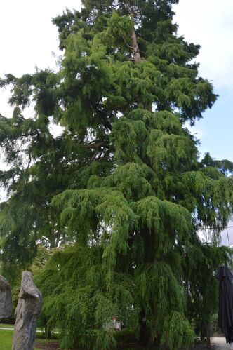 Taxodium distichum