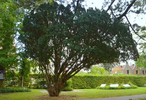 Taxus baccata 'Fastigiata'