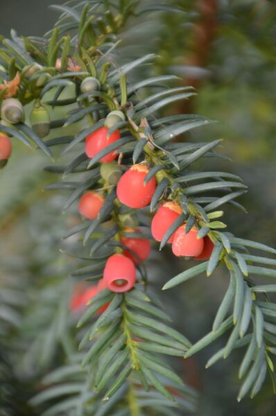Taxus baccata
