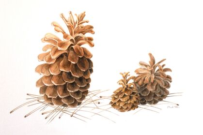 Tentoonstelling Verfplanten in de Oude UB