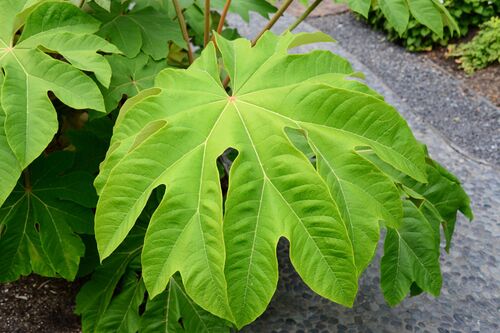 Tetrapanax papyrifer 'Rex'
