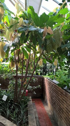 Theobroma cacao