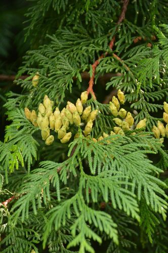 Thuja plicata