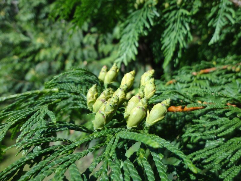 Thuja plicata