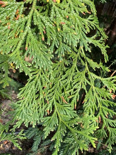 Thujopsis dolabrata