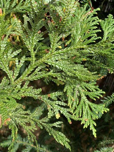 Thujopsis dolabrata