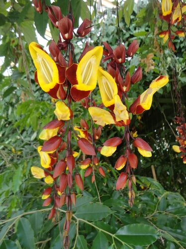 Thunbergia mysorensis