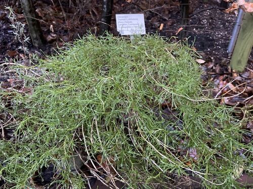 Thymus × citriodorus