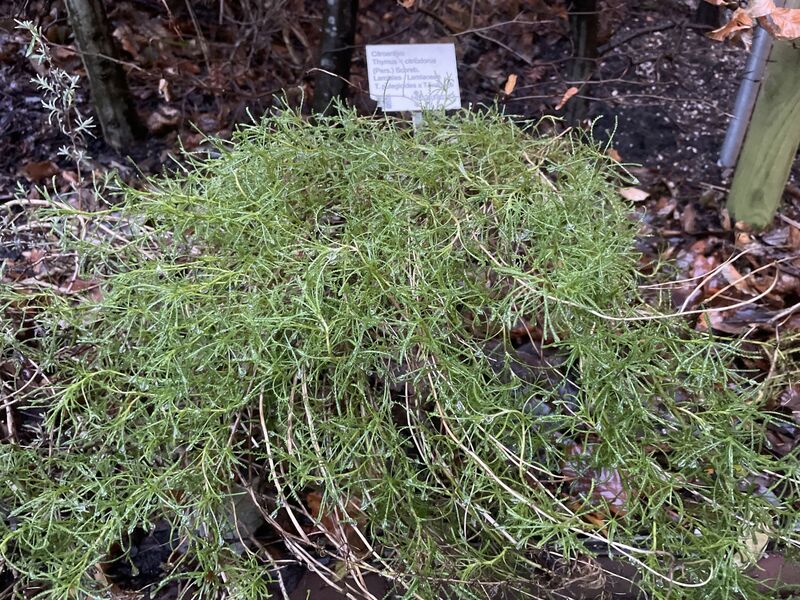 Thymus × citriodorus