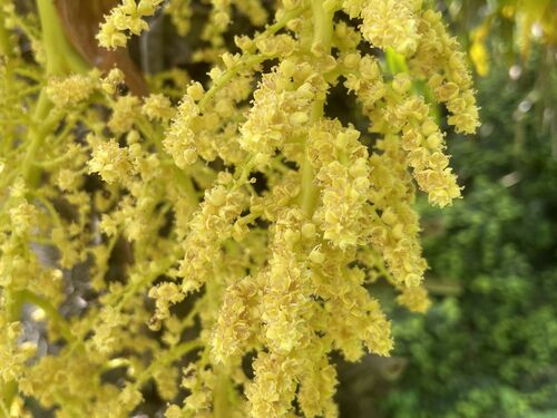 Trachycarpus fortunei