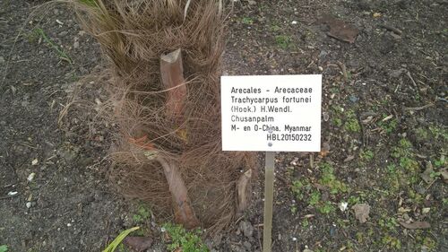 Trachycarpus fortunei