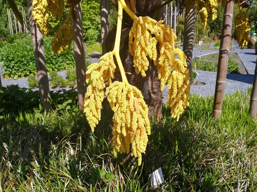 Trachycarpus fortunei