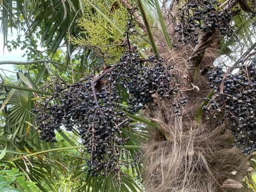 Trachycarpus fortunei