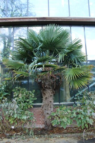 Trachycarpus fortunei