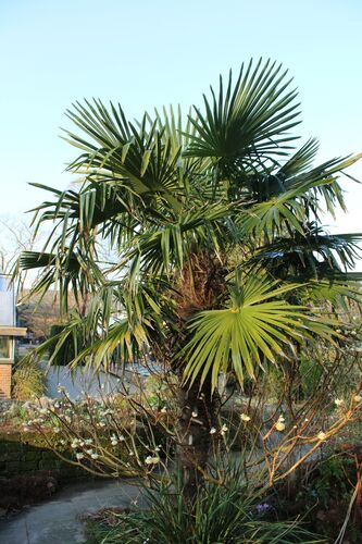 Trachycarpus fortunei