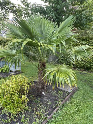 Trachycarpus fortunei