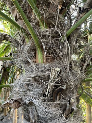 Trachycarpus fortunei