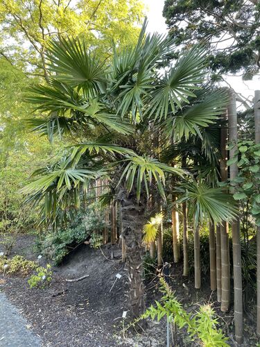 Trachycarpus fortunei