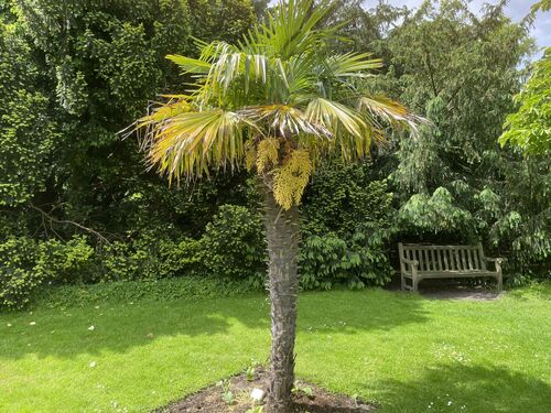 Trachycarpus fortunei