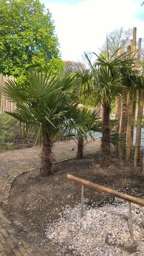 Trachycarpus fortunei