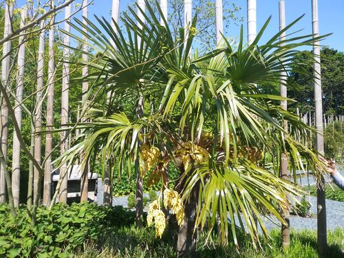 Trachycarpus fortunei