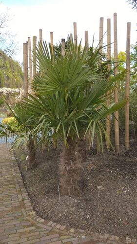 Trachycarpus fortunei