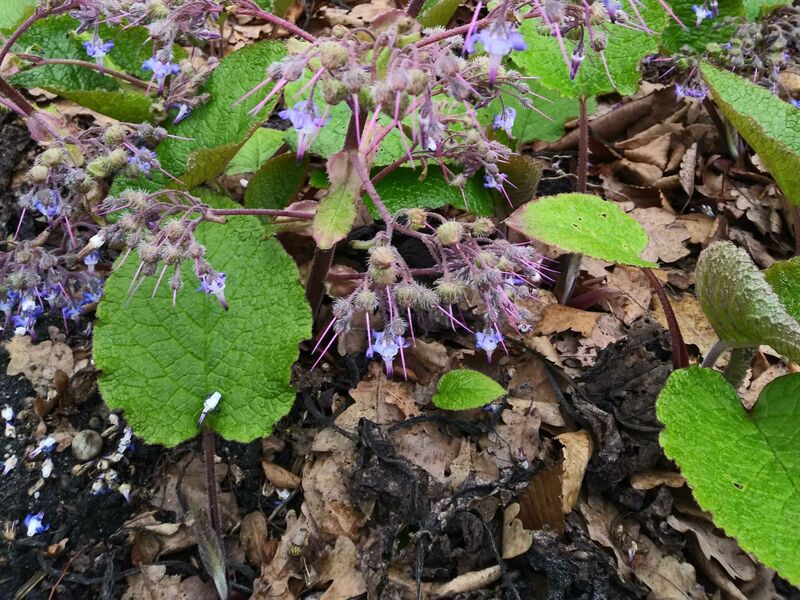Trachystemon orientalis