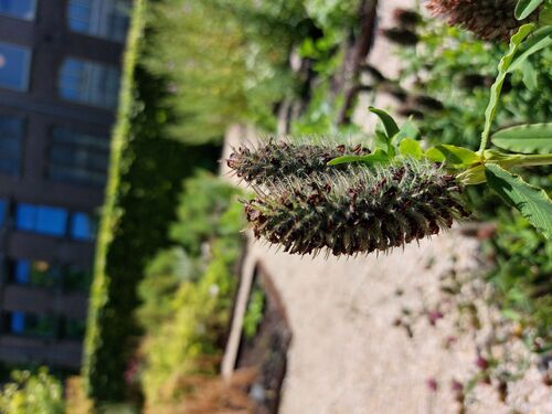 Trifolium rubens
