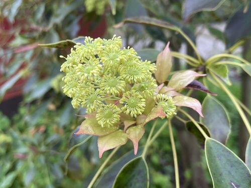 Trochodendron aralioides
