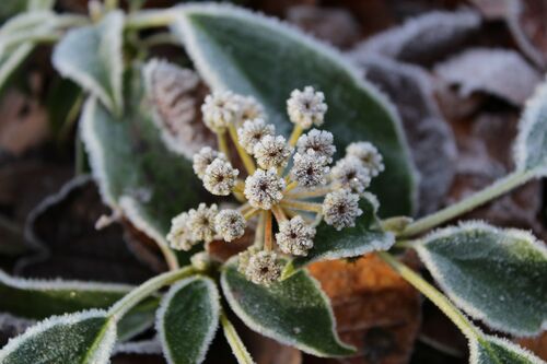 Trochodendron aralioides
