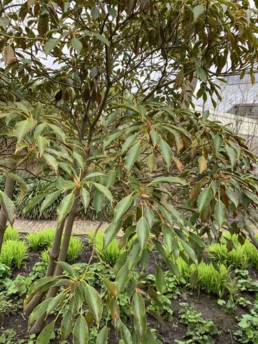 Trochodendron aralioides