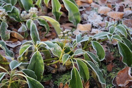 Trochodendron aralioides