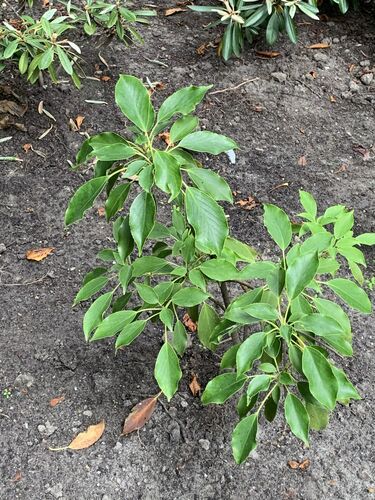 Trochodendron aralioides