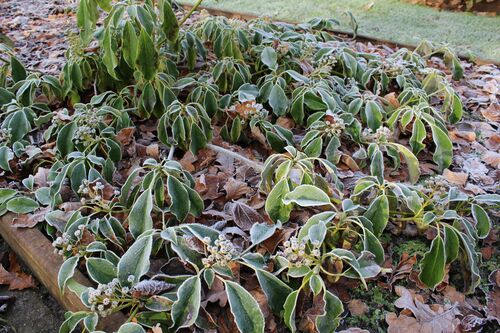 Trochodendron aralioides