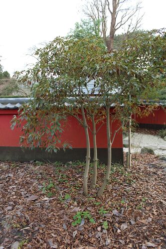 Trochodendron aralioides