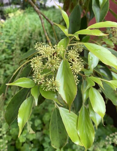 Trochodendron aralioides