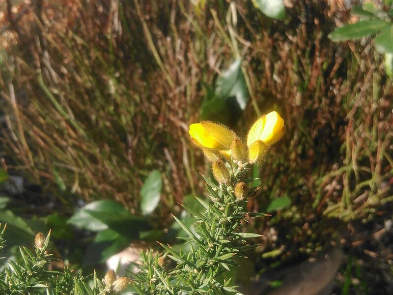 Ulex europaeus