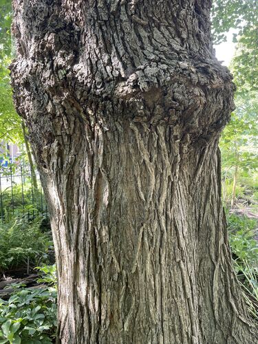 Ulmus glabra 'Exoniensis'