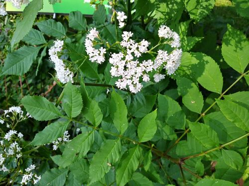 Valeriana officinalis