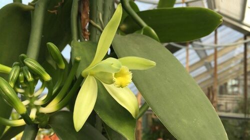 Vanilla planifolia