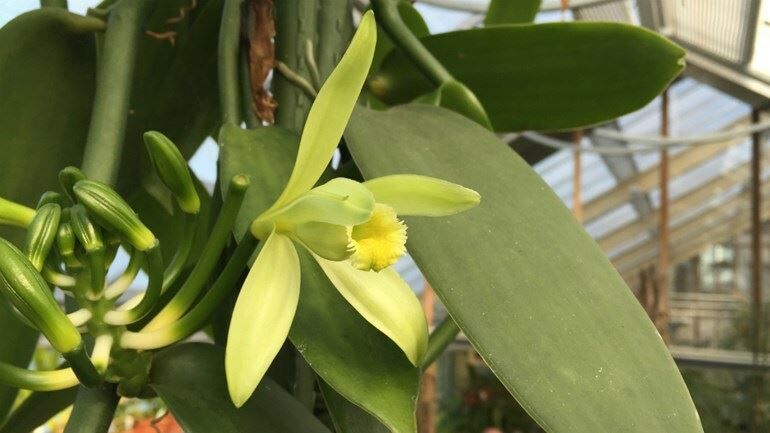 Vanilla planifolia