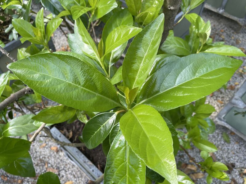 Viburnum odoratissimum