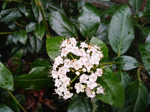 Viburnum tinus