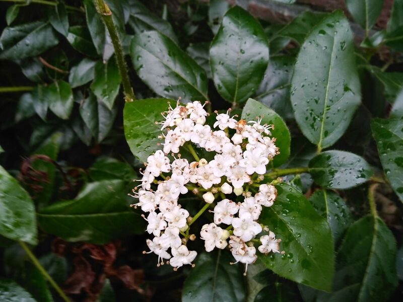 Viburnum tinus