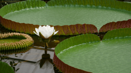 Victoria amazonica