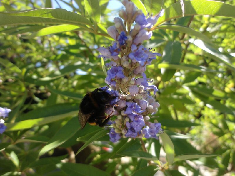 Vitex agnus-castus