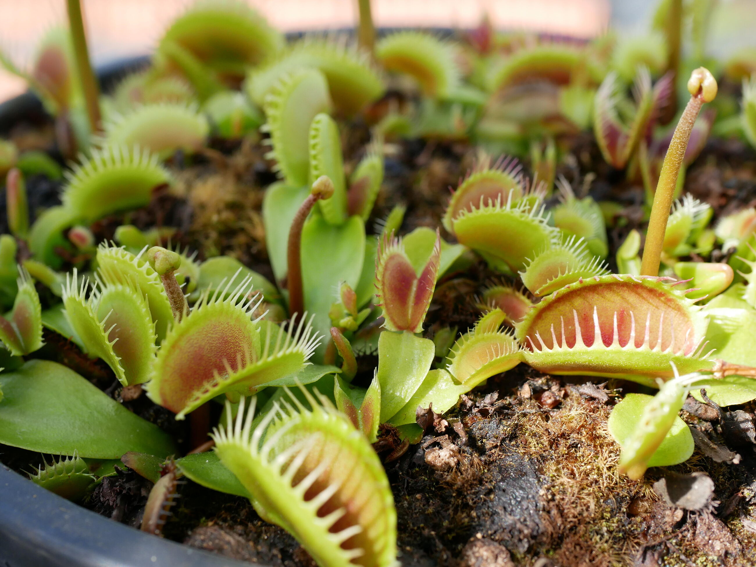 Vleesetende planten show