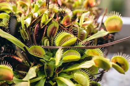 Vleeseters Plantenmarkt