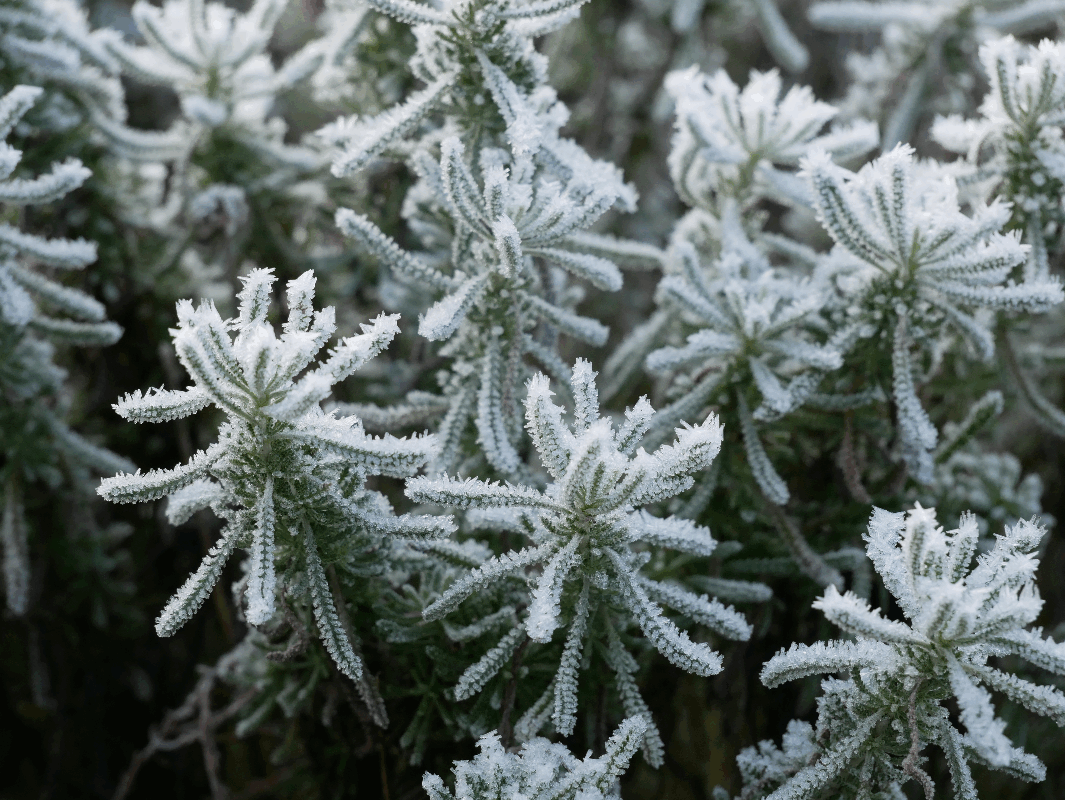 Hortus botanicus Leiden de oudste botanische tuin van Nederland Hortus Leiden