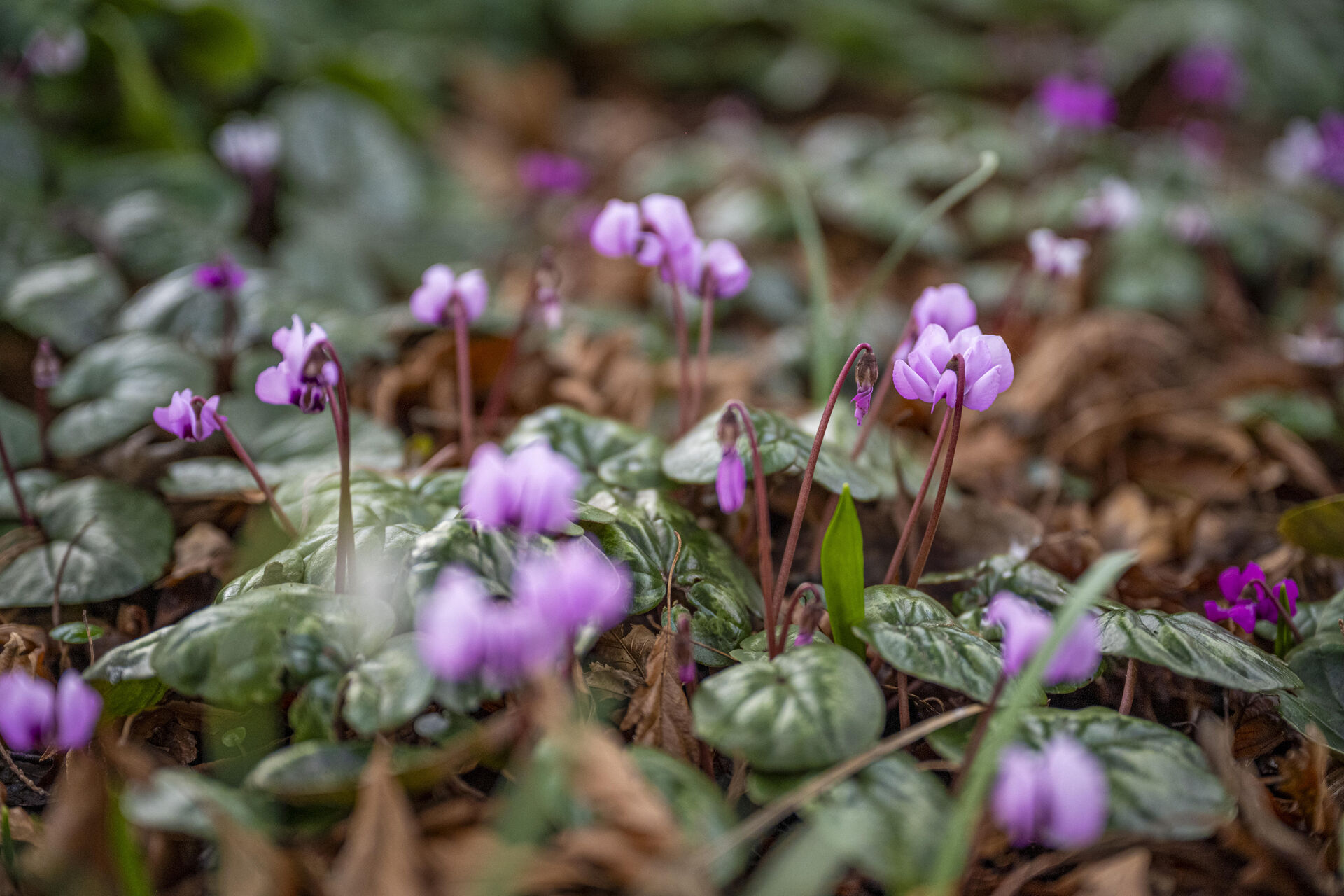 Winter in de Hortus